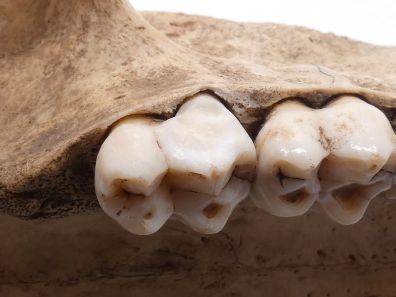 Dentition of a modern baboon (Papio ursinus). These savanna dwelling omnivores provide a prime analogous model for early hominin evolution. They evolved and radiated in parallel with hominins within a similar landscape and time frame. 