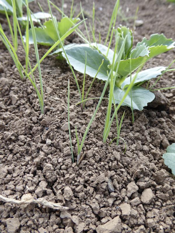 Blackgrass and field beans