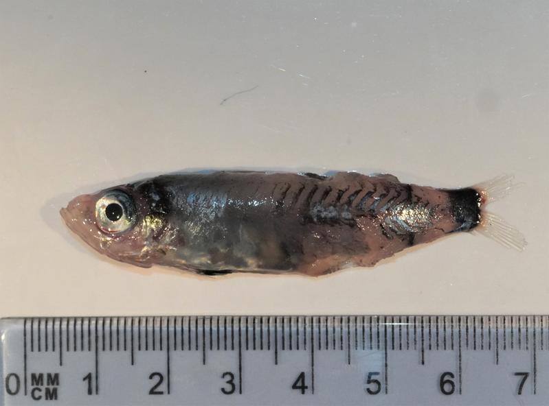 The newly discovered fish species Microichthys grandis, 'big little fish'.