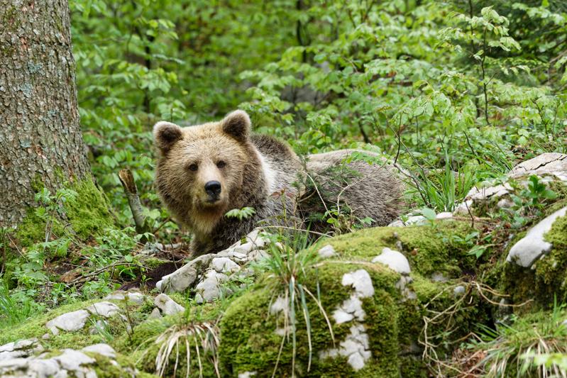 Braunbär, lat. Ursus arctos, in freier Wildbahn