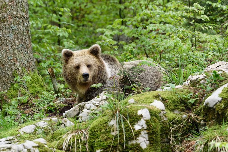 Brown bear, lat. Ursus arctos, in the wilderness