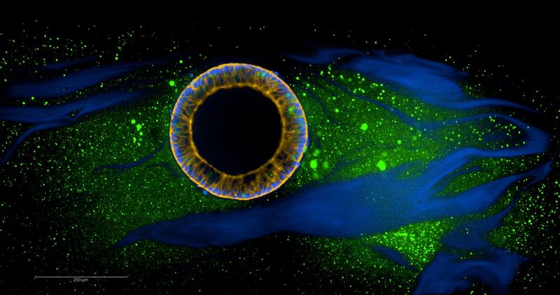 Zyste aus humanen induzierten pluripotenten Stammzellen, die in synthetischen DNA-vernetzten Hydrogelen kultiviert wurden. Anfärbung: grün Zellen, gelb F-Actin, blau genomische DNA (in Zellkernen) und DNA-Quervernetzer (im Hydrogel) - konfokale Mikroskopie