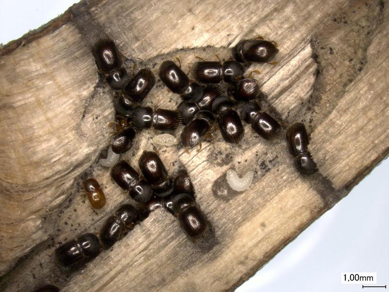 Nest eines Schwarzen Nutzholzborkenkäfers (Xylosandrus germanus) in einem Haselnuss-Zweig mit erwachsenen Weibchen (groß), einem Männchen (klein) und einzelnen Larven. An den Gangwänden ist der gräuliche Pilzbelag des Nahrungspilzes erkennbar.