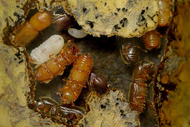 Käfernest 		Nest eines Kleinen Holzbohrers (Xyleborinus saxesenii) mit erwachsenen Käfern und Larven. In der Umgebung des Nests ist das gelbe Pilzmycel des Nahrungspilzes erkennbar.