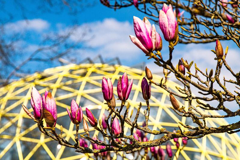 Während viele Magnolien in Düsseldorf schon ausgeblüht sind, steht die Tulpen-Magnolie (Magnolia x soulangeana 'Lennei') im Botanischen Garten gerade in voller Blüte. 