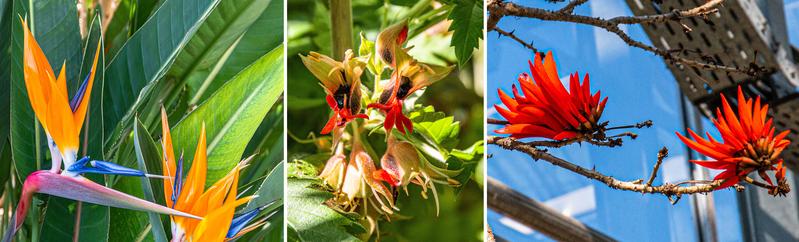 Südafrikahaus, mit einigen spektakulären Blüten: Die Paradiesvogelblume (Strelitzia reginae, l.); der Honigstrauch (Melianthus comosus, Mitte), dessen kleine Blütenkelche voll von schwarzem Nektar sind; und der Korallenbaum (Erythrina lysistemon).