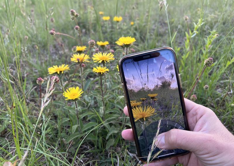Die „Flora Incognita“-App hat neue Künstliche Intelligenz erhalten