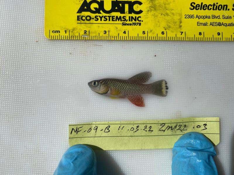 Studying and measuring wild turquoise killifish (Nothobranchius furzeri) from the Gonarezhou National Park in Africa. Killifish serve as an important model in aging research.