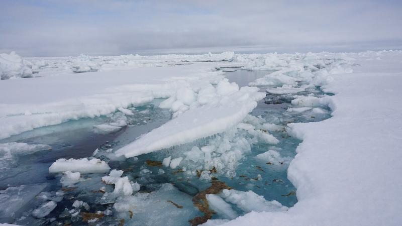 Forschende um die Biologin Melanie Bergmann vom Alfred-Wegener-Institut untersuchen auf einer Polarstern Expedition in der Arktis, wie viel Mikroplastik in Aggregaten der Eisalge Melosira arctica und dem Meerewasser direkt neben Eisschollen ist. 