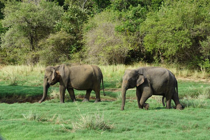 Die tägliche und saisonal angepasste Fortbewegung großer Tiere wie der Sri-Lanka-Elefanten finden in einem Mosaik natürlicher Lebensräume statt, die aufgrund veränderter Landnutzung durch den Menschen zunehmend zerstückelt sind.