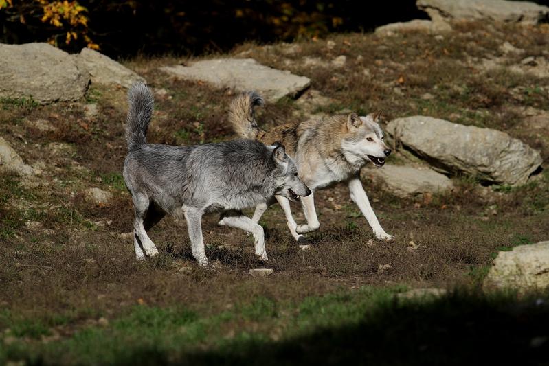 Mittelgroße Tiere wie der Wolf können über längere Zeit das höchste Tempo aufrechterhalten.