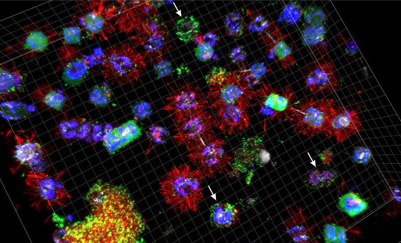 This image taken by a confocal laser scanning microscope shows algal cells (stained blue and red) colonized by bacteria (green). 