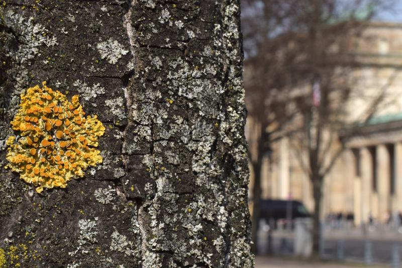 Auf Flechtensuche in Berlin-Mitte – die gewöhnliche Gelbflechte (xanthoria parietina) in Sichtweite des Brandenburger Tors