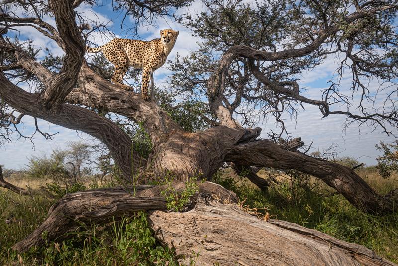Cheetah at a marking tree in Central Namibia