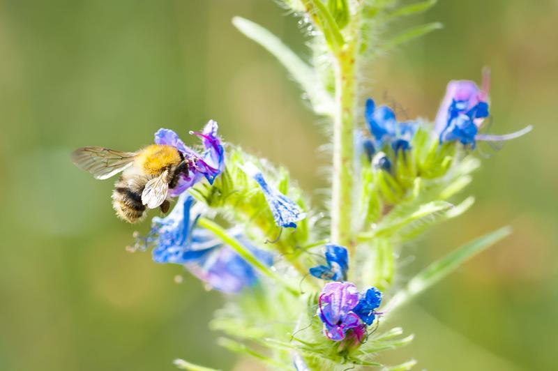 Arten- und funktionsreiche Ökosysteme können viel zur Minderung des Klimawandels beitragen. (Foto: Anastasiya Sultanova, KIT)