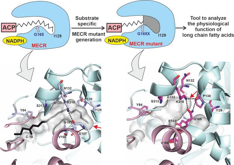 Schematic representation of the wild-type and engineered MECR enzyme. 