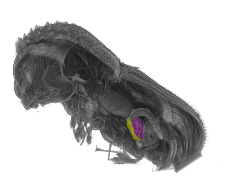 Lokalisierung der beiden bakteriellen Symbionten Shikimatogenerans bostrichidophilus (magenta) und Bostrichicola ureolyticus (gelb) mittels mikrocomputertomographischer Rekonstruktion im Bohrkäfer Dinoderus porcellus. 