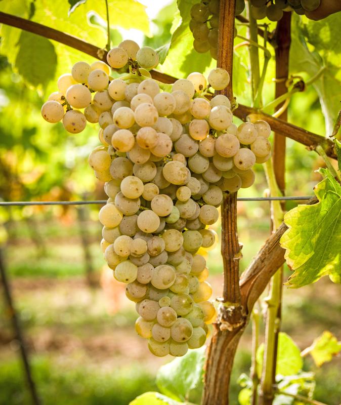 Die Rebsorte Calardis Musqué ist resistent gegen verschiedene Pilzkrankheiten und reduziert dadurch den Einsatz von Pflanzenschutzmitteln im Weinbau. 