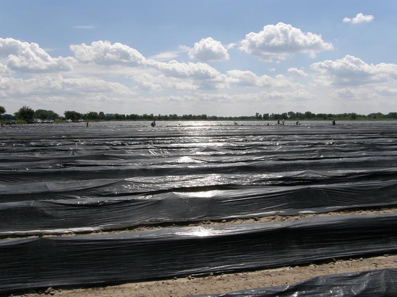 Asparagus cultivation under plastic film