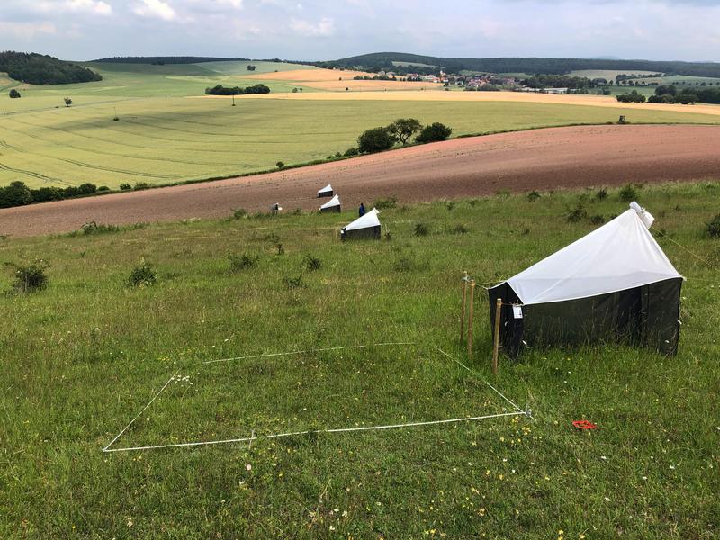 Malaisefallen-Transekt am Standort Hofberg