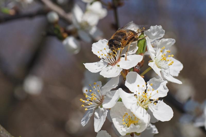 Selbst in Naturschutzgebieten sind Insekten durch Pestizide und andere Umweltrisiken bedroht. – Wie sich das ändern lässt, hat das interdisziplinäre Projekt DINA erforscht.