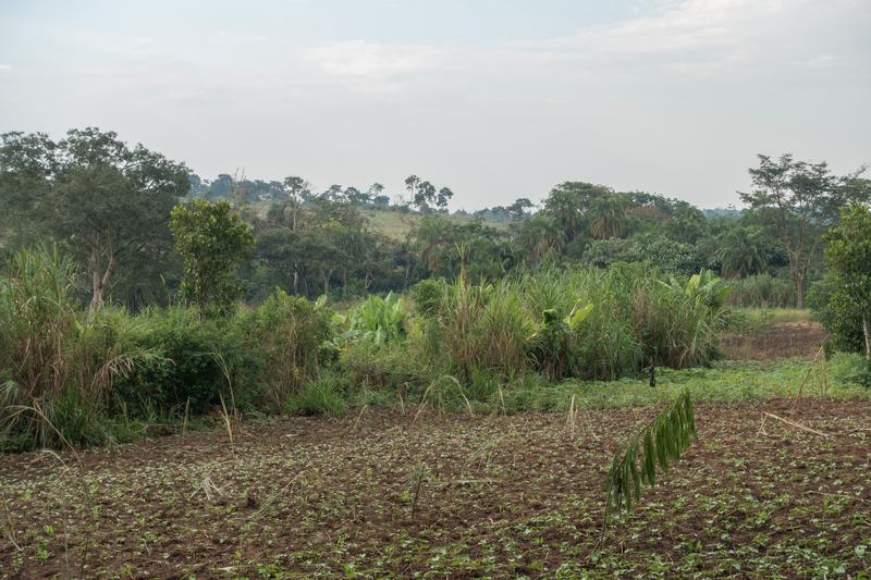 Die Ausweitung landwirtschaftlicher Flächen ist ein Hauptgrund für die Entwaldung in der Projektregion im Westen Ugandas