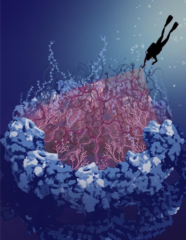 Das Bild zeigt eine künstlerische Darstellung der felsartigen Gerüststruktur des Kernporenkomplexes, die mit ungeordneten Proteinen im zentralen Kanal gefüllt ist, der als Seetang dargestellt ist. 