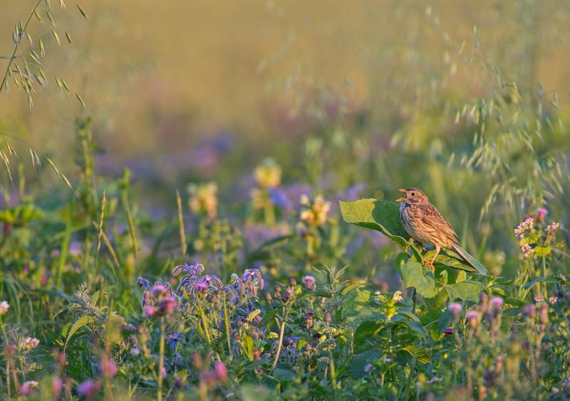Corn bunting in an area of flowering fallow land 