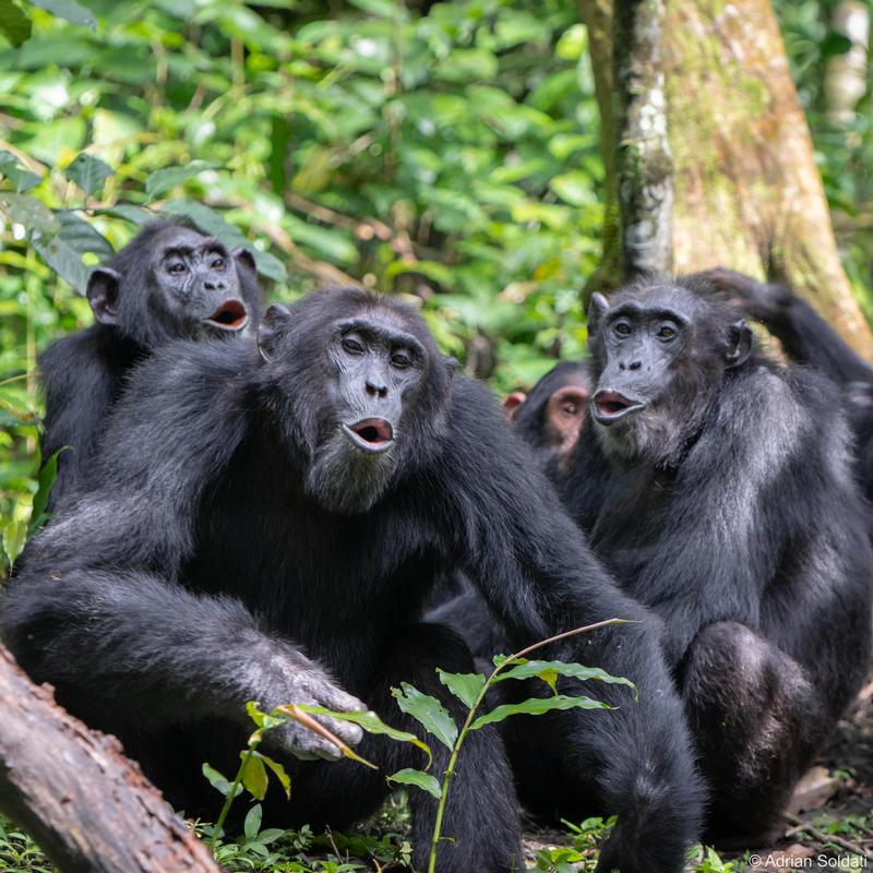 Group of chimpanzees