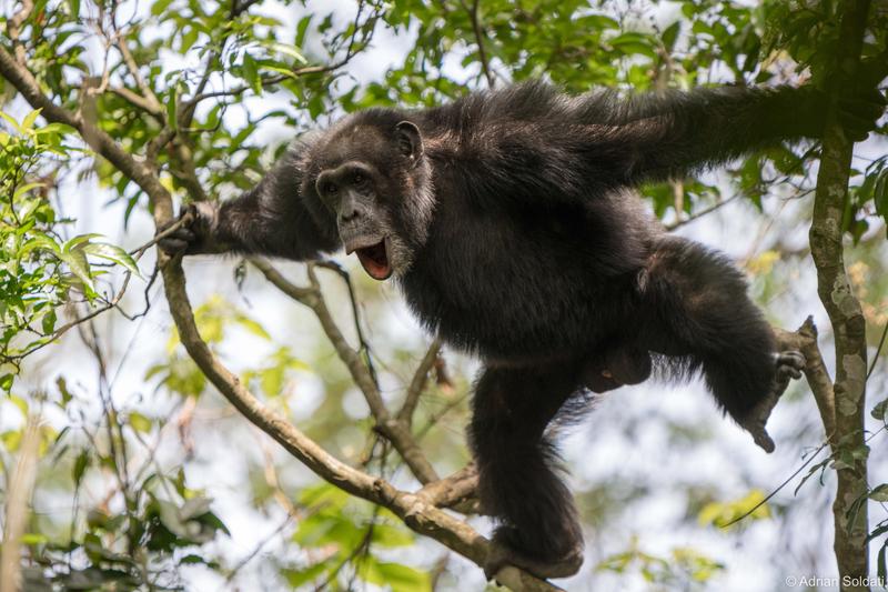 Schimpansen produzieren verschiedene Laute und kombinieren sie unter bestimmten sozialen Umständen zu längeren Sequenzen.