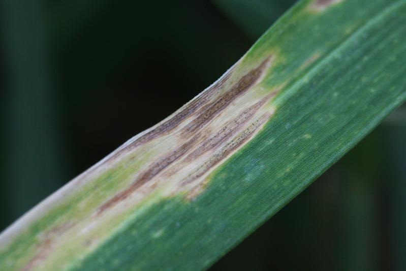 Typical septoria symptoms on wheat leaf produced by the ascomycete fungus Zymoseptoria tritici.