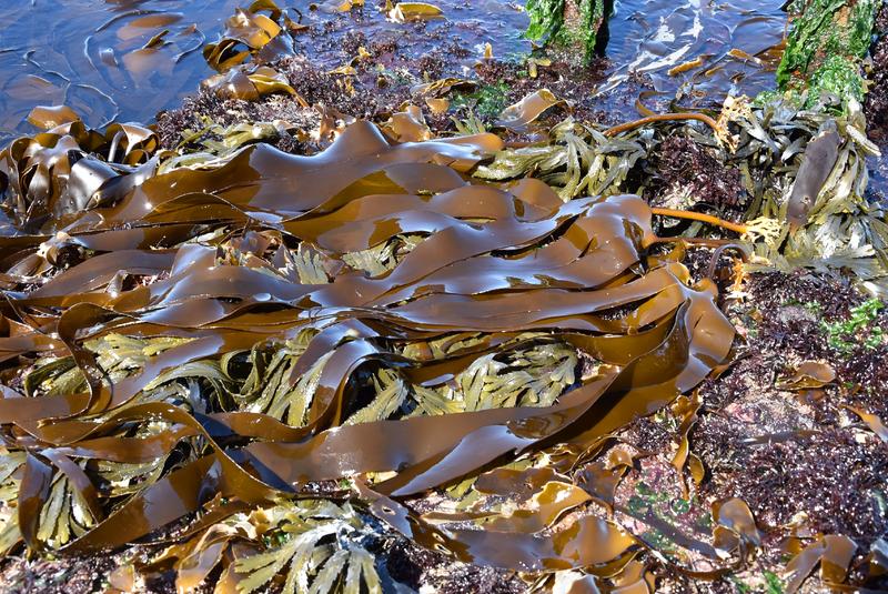 Fingertang (Laminaria digitata), eine Braunalge vor Helgoland.