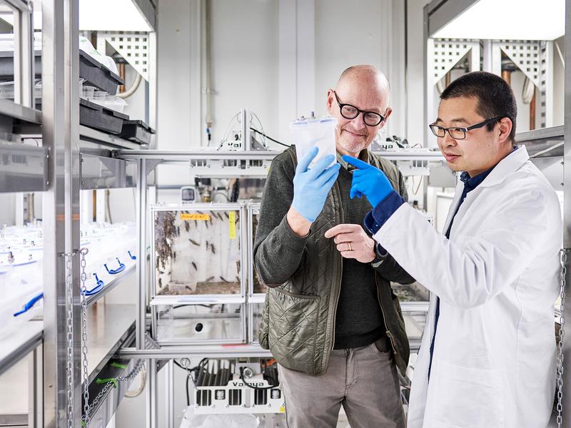 Hetan Chang und Bill Hansson beobachten Heuschrecken im Labor