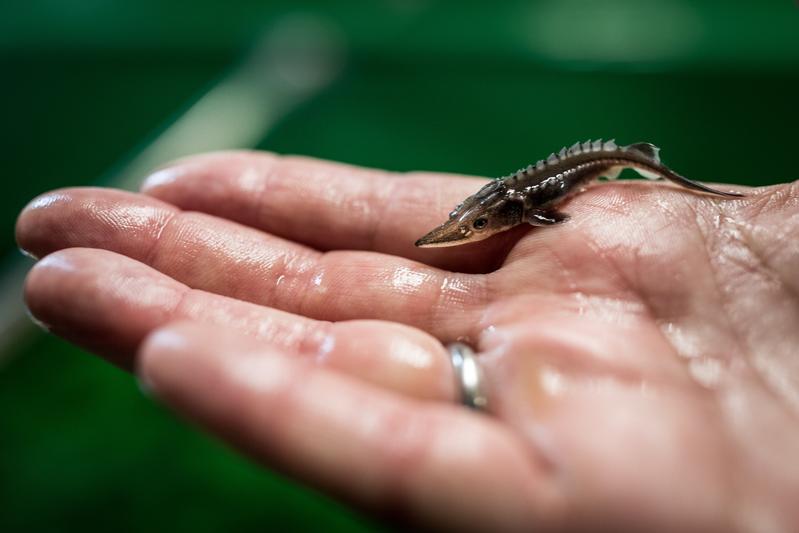 2.000 solcher kleinen Baltischen Störe werden in die Oder besetzt. Von dort sollen sie in die Ostsee abwandern und in einigen Jahren hoffentlich zum Laichen in den Fluss zurückkehren. Doch ihre Reise ist gefährlich. 