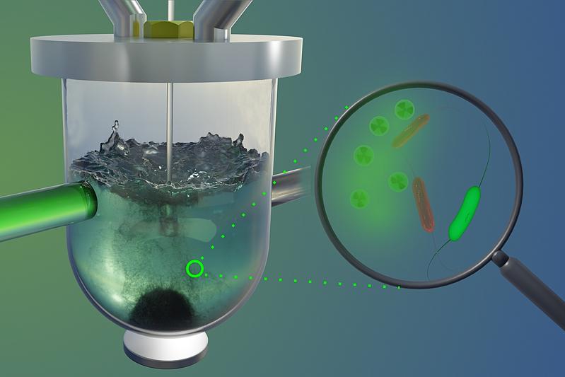 Magnetotactic bacteria bind uranium in their cell wall (on the right). This can be used to purify uranium-contaminated water by separating the loaded bacteria with a magnet (on the left).