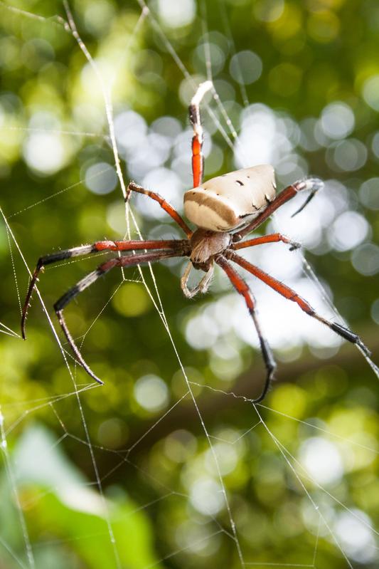 Radnetzspinne: eine Feindin für pflanzenfressende Arthropoden