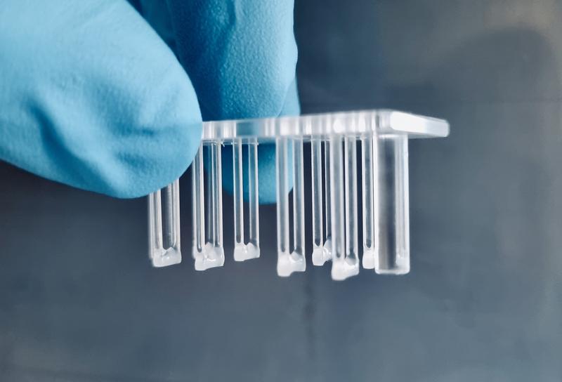 Nahaufnahme des Kammersystems mit Muskelgewebe, das am elastischen Pfostensystem befestigt ist.