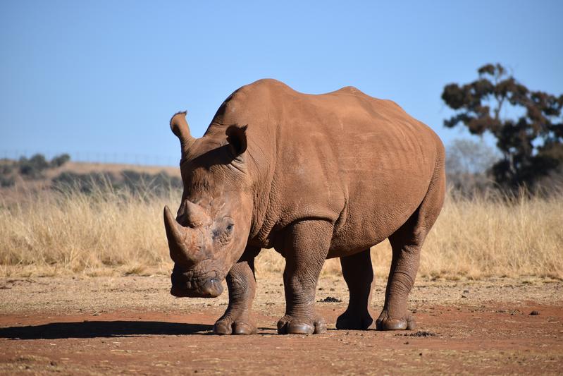 Southern white rhino in South Africa