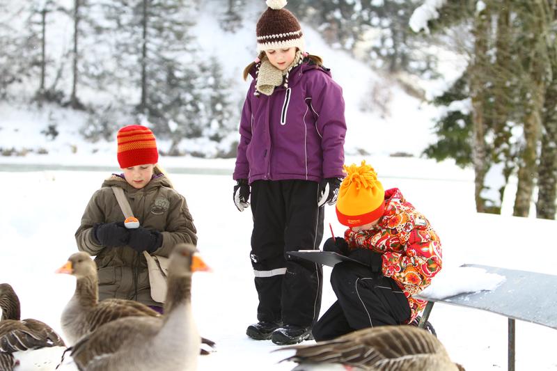 Drei Jahre lang hatten insgesamt 21 regionale Schulklassen und Besucher*innen des Cumberland Wildparks die Gelegenheit, sich am Monitoring des Raum-Zeit-Verhaltens von Graugänsen, Kolkraben und Waldrappen zu beteiligen.