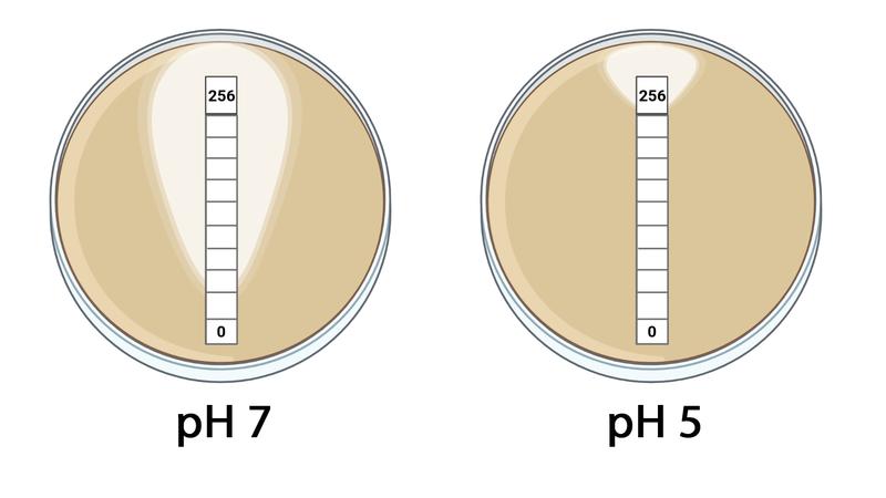 Diagnostik MCR-1-abhängiger Colistin-Resistenz: Resistente Bakterien können nur in saurem Milieu (pH 5) im Umfeld eines mit Colistin imprägnierten Papierstreifens wachsen, dagegen ist das Wachstum in nicht-saurem Milieu (pH 7) inhibiert.