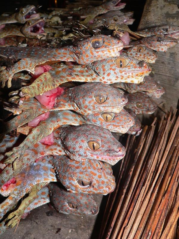 Tokeh (Gekko gecko) wird als medizinisches Heilmittel gehandelt – zum Beispiel im Osten Javas, Indonesien.