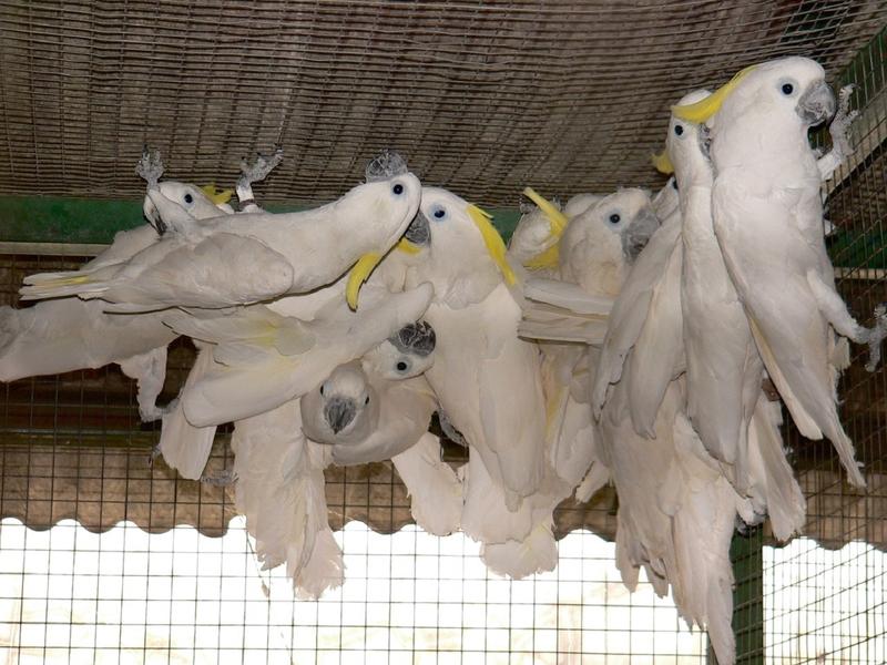 Gelbhaubenkakadus (Cacatua galerita triton) werden als Haustiere gehandelt – auch hier beispielhaft im Osten Javas, Indonesien.