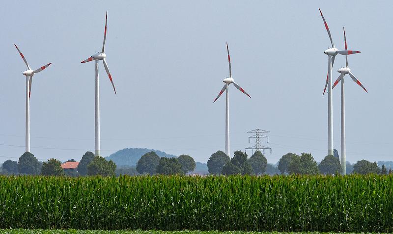 Windräder hinter einem Feld mit Energiemais