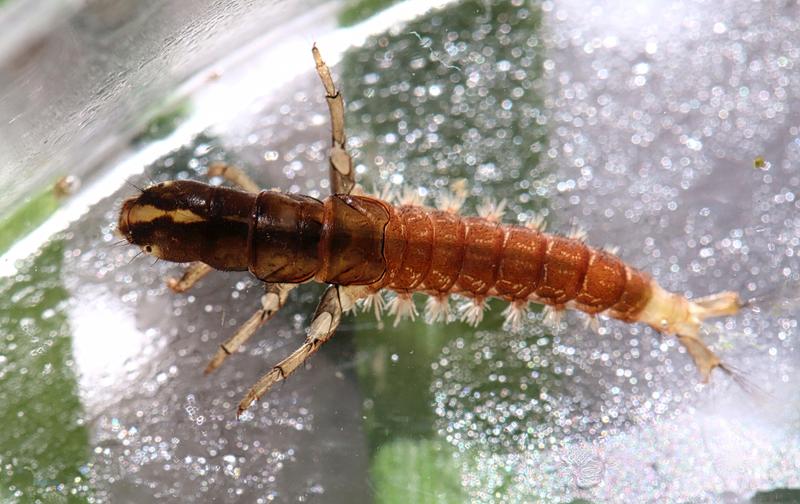 Die Larven von Köcherfliegen wie Arctopsyche grandis produzieren Seide, die unter Wasser aushärtet und klebt, dabei aber elastisch bleibt und eine hohe Zugkraft aufweist.