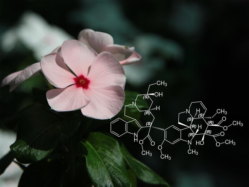 Die Rosafarbene Catharanthe (Catharanthus roseus) produziert eine Reihe von Alkaloiden von medizinischem Interesse.