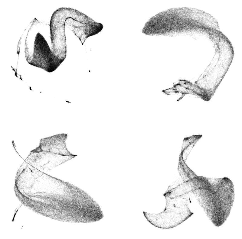 TomoTwin-Verarbeitungskarten für ein auf 2D abgeflachtes Tomogramm. Partikel verschiedener Makromoleküle werden in der Karte entsprechend ihrer Struktur angeordnet, so können verschiedene Makromoleküle in Zellen identifiziert und lokalisiert werden.