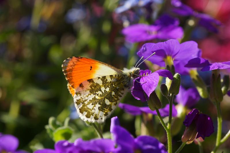 Der Aurorafalter (Anthocharis cardamines) ist laut Analyse der Wissenschaftler:innen die einzige Tagfalterart in der EU, für die eine signifikante Zunahme verzeichnet werden kann.