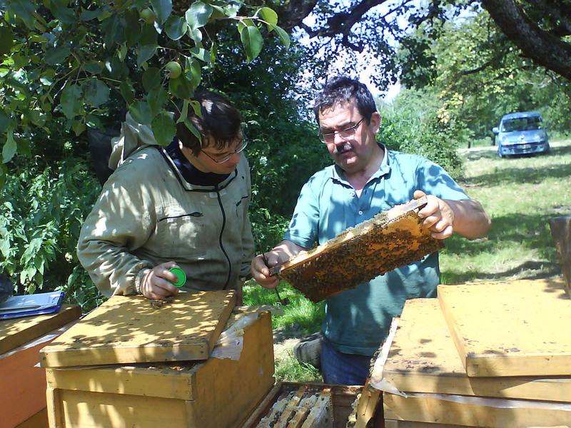 Probenahme für das Bienenmonitoring