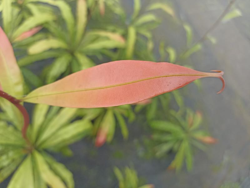Ein Blatt von Triphyophyllum peltatum, das beim Wechsel ins Lianenstadium Haken ausbildet.