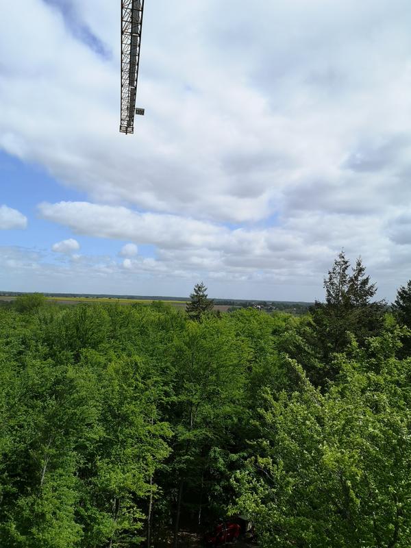  Blick von der Krangondel über den Mischwald bei Demmin (Mecklenburg-Vorpommern).